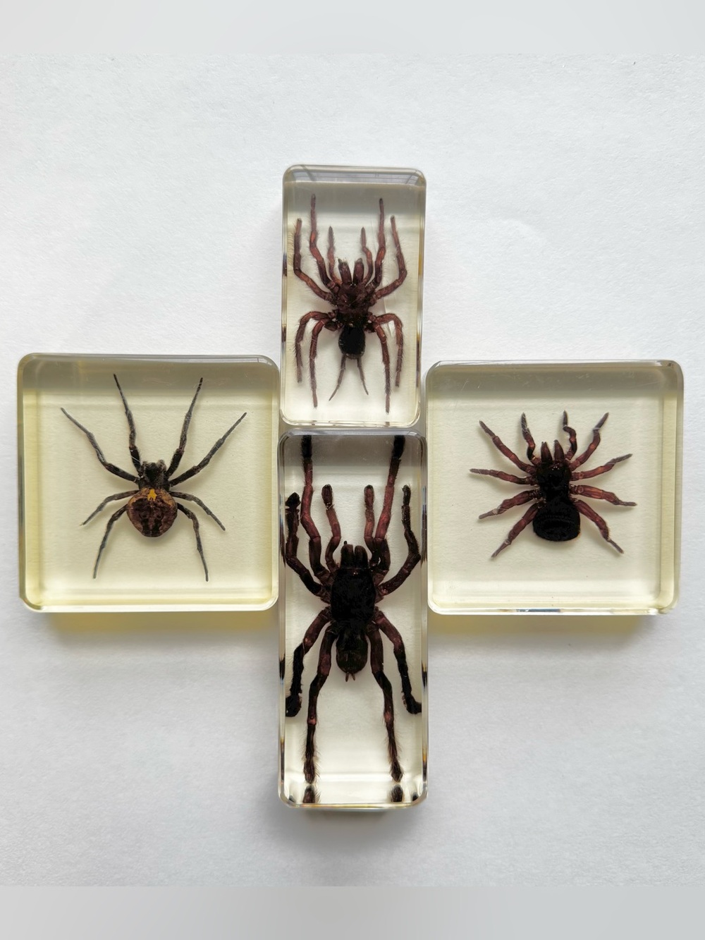 Spider Tarantula Specimen in Resin Lot of 4 Oddities Curiosities Witchy Goth